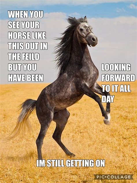 funny horse pics|Funny Horse Pictures 